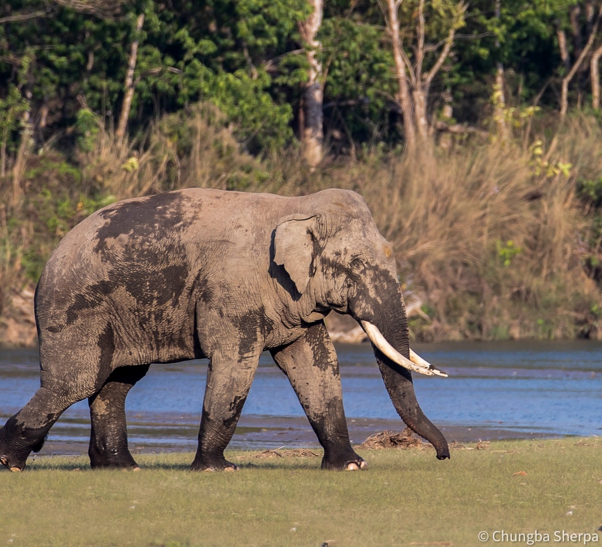 16 Lives, 50 Homes — Dhurbe: Nepal’s Most Notorious Elephant